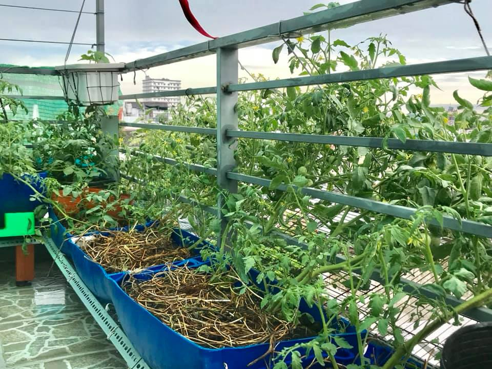 Nam nghệ sĩ "cưới trước y&ecirc;u sau" với vợ k&iacute;n tiếng, sống trong nh&agrave; phố 3 tầng, chỉ đam m&ecirc; trồng rau- Ảnh 4.