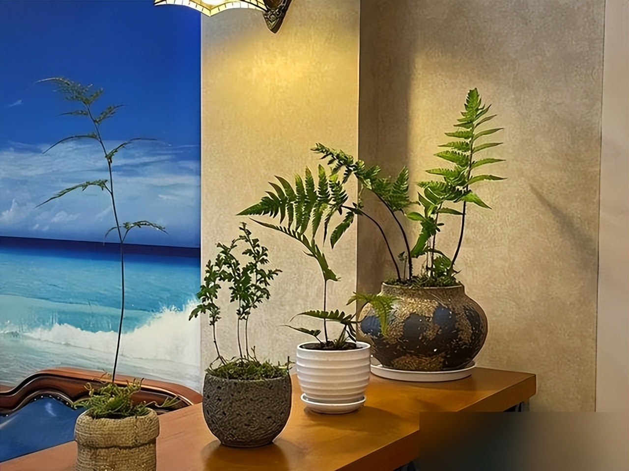 5 loại cây nhìn đẹp nhưng không nên tùy tiện đặt trong nhà: Sai vị trí, cây khó sống mà người cũng thêm phiền- Ảnh 5.