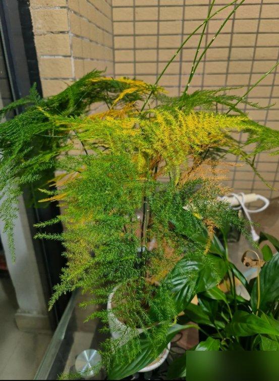 5 loại cây nhìn đẹp nhưng không nên tùy tiện đặt trong nhà: Sai vị trí, cây khó sống mà người cũng thêm phiền- Ảnh 1.
