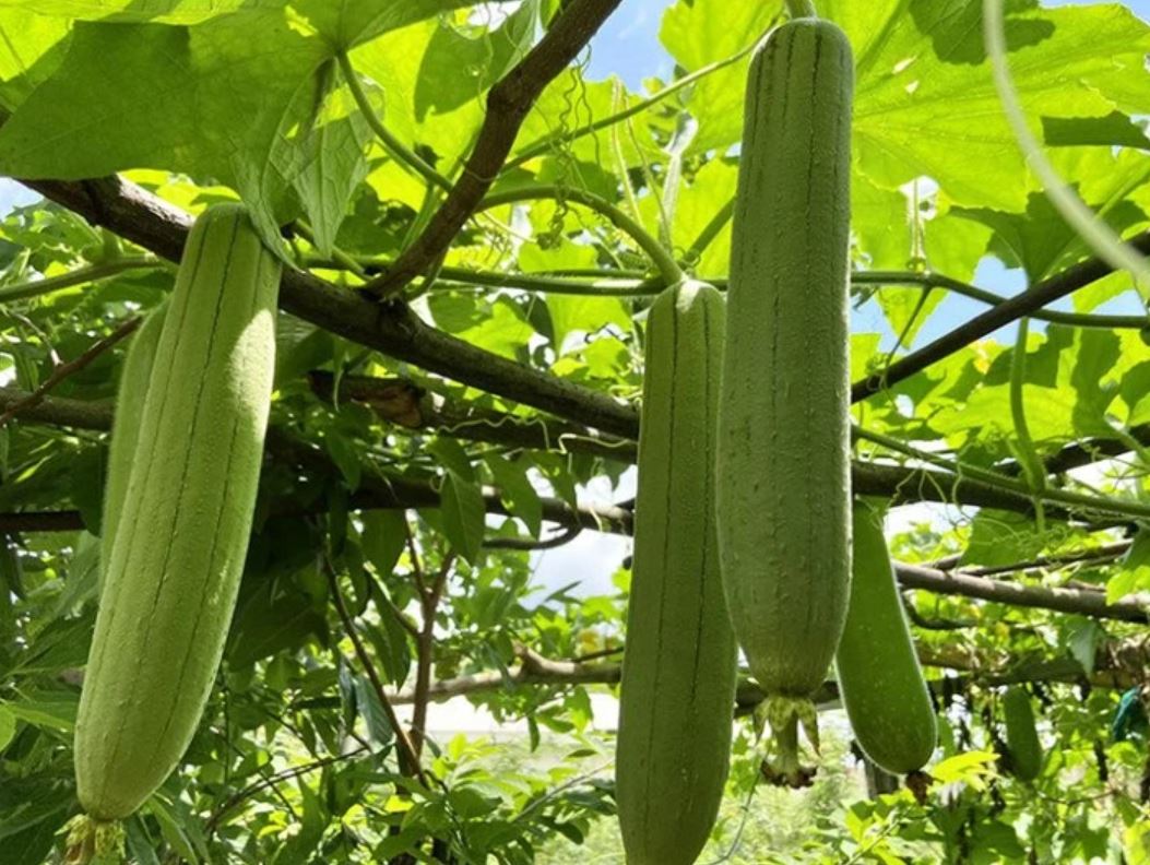 5 kh&ocirc;ng khi ăn mướp - Ảnh 2.