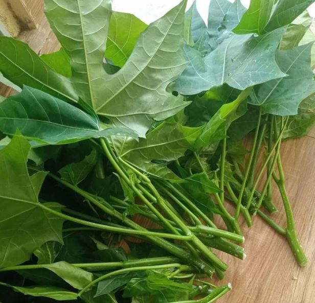 Loại rau "trường thọ" được nhiều người ưa chuộng, chuy&ecirc;n gia cảnh b&aacute;o tuyệt đối kh&ocirc;ng ăn sống - Ảnh 1.
