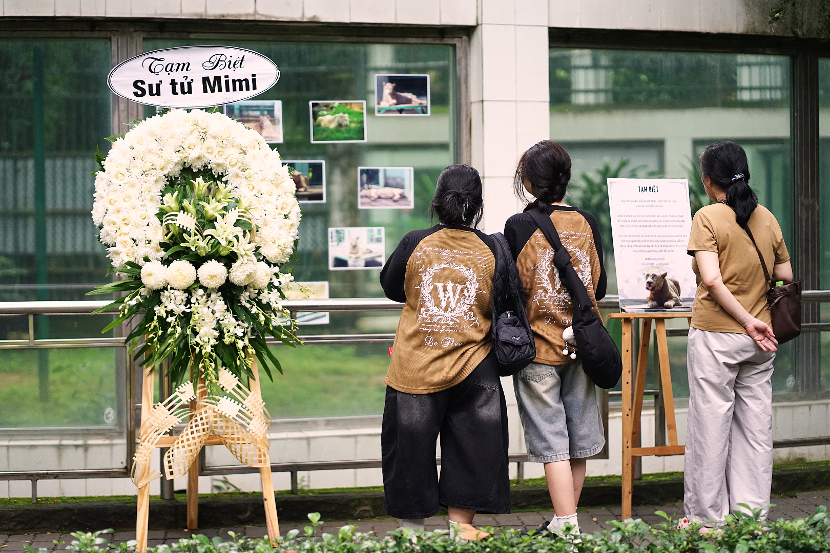 Sư tử trắng Mimi qua đời sau gần 16 năm ở Thảo Cầm Viên, vòng hoa tiễn biệt khiến nhiều người xúc động: “Bạn cũng là tuổi thơ của nhiều người”- Ảnh 6.