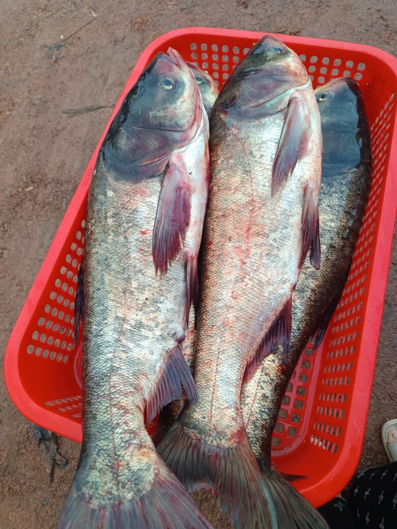 Lo&agrave;i c&aacute; thường bị ch&ecirc; v&igrave; m&ugrave;i tanh nhưng lại l&agrave; &ldquo;kho b&aacute;u&rdquo; Omega-3 cực tốt cho sức khỏe- Ảnh 1.