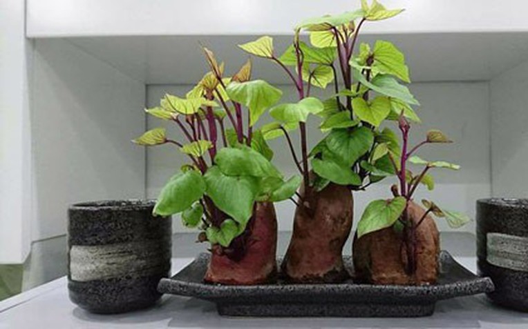 Nhiều gia đ&igrave;nh trồng rau khoai lang trong nh&agrave;, h&oacute;a ra kh&ocirc;ng chỉ để lấy ngọn ăn- Ảnh 1.