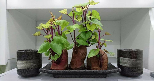 Nhiều gia đ&igrave;nh trồng rau khoai lang trong nh&agrave;, h&oacute;a ra kh&ocirc;ng chỉ để lấy ngọn ăn- Ảnh 2.