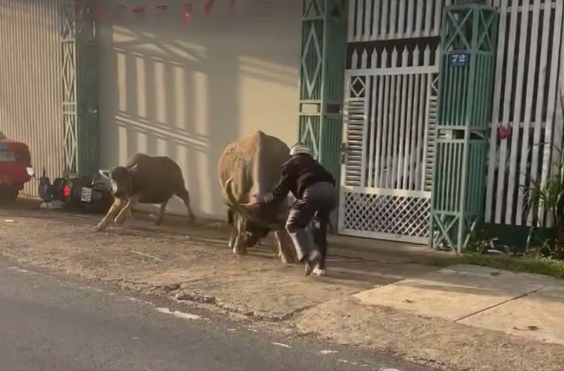 "Tr&acirc;u đi&ecirc;n" h&uacute;c chủ v&agrave; người đi đường, ph&aacute; đ&aacute;m cưới: Chủ vừa mua tr&acirc;u chở về tới nh&agrave; th&igrave; xảy ra chuyện- Ảnh 1.