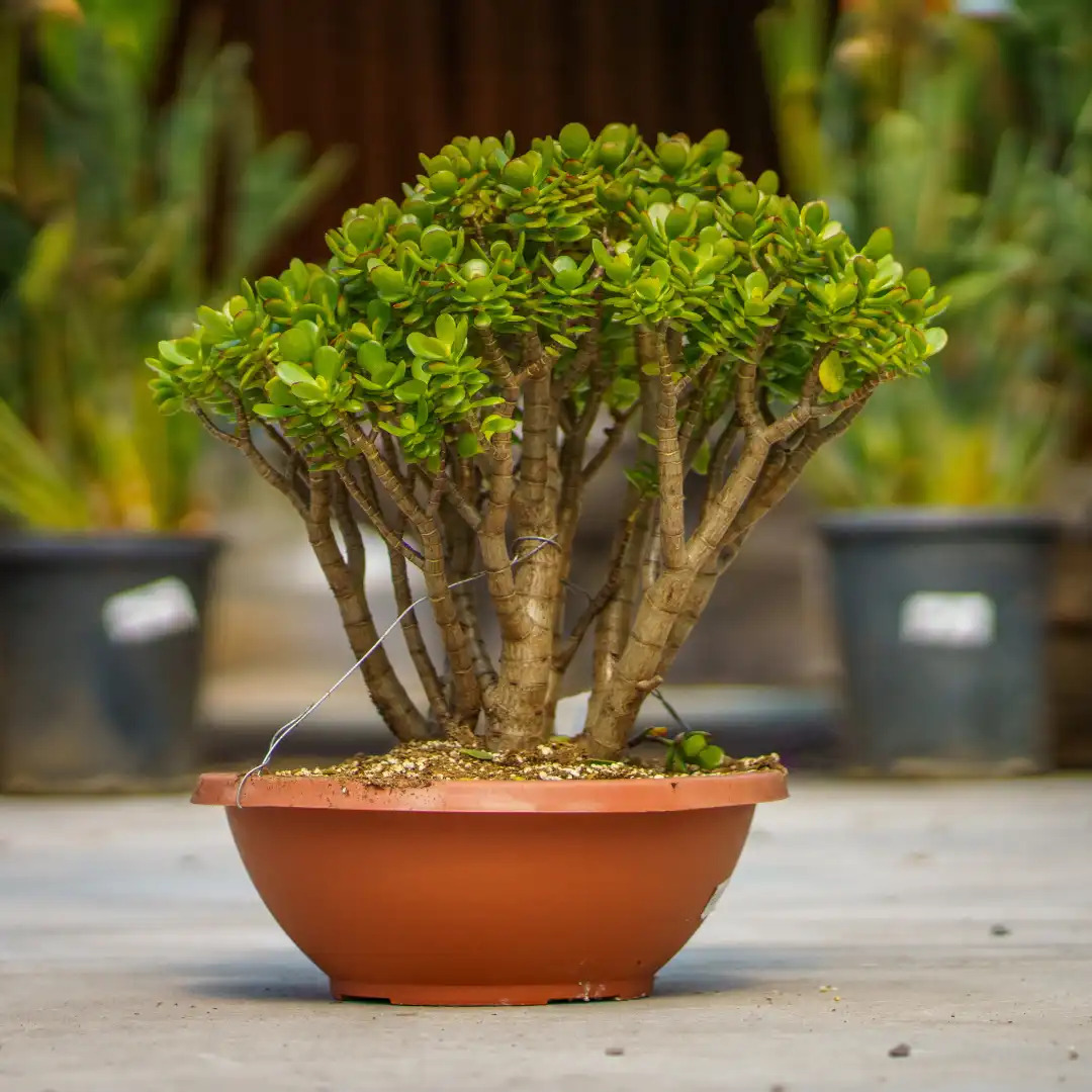 5 loại c&acirc;y được v&iacute; như &ldquo;nam ch&acirc;m h&uacute;t t&agrave;i lộc&rdquo;: Vừa đẹp, vừa dễ trồng- Ảnh 2.