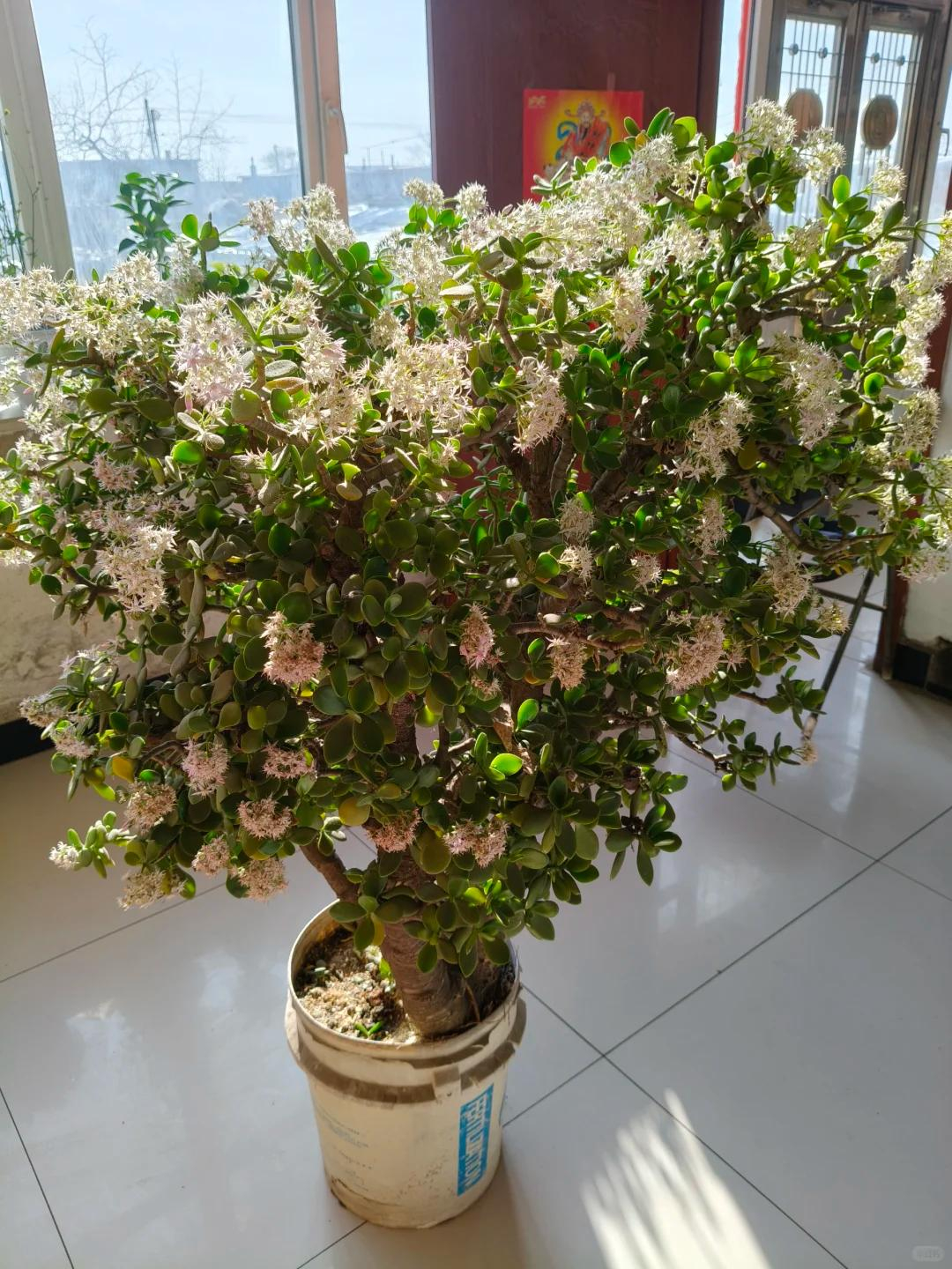 Dụi mắt 1000 lần khi thấy 5 c&acirc;y n&agrave;y bỗng trổ hoa: Cảnh hiếm cả đời chưa chắc gặp một lần, cả nh&agrave; vui như đ&oacute;n lộc trời ban - Ảnh 4.