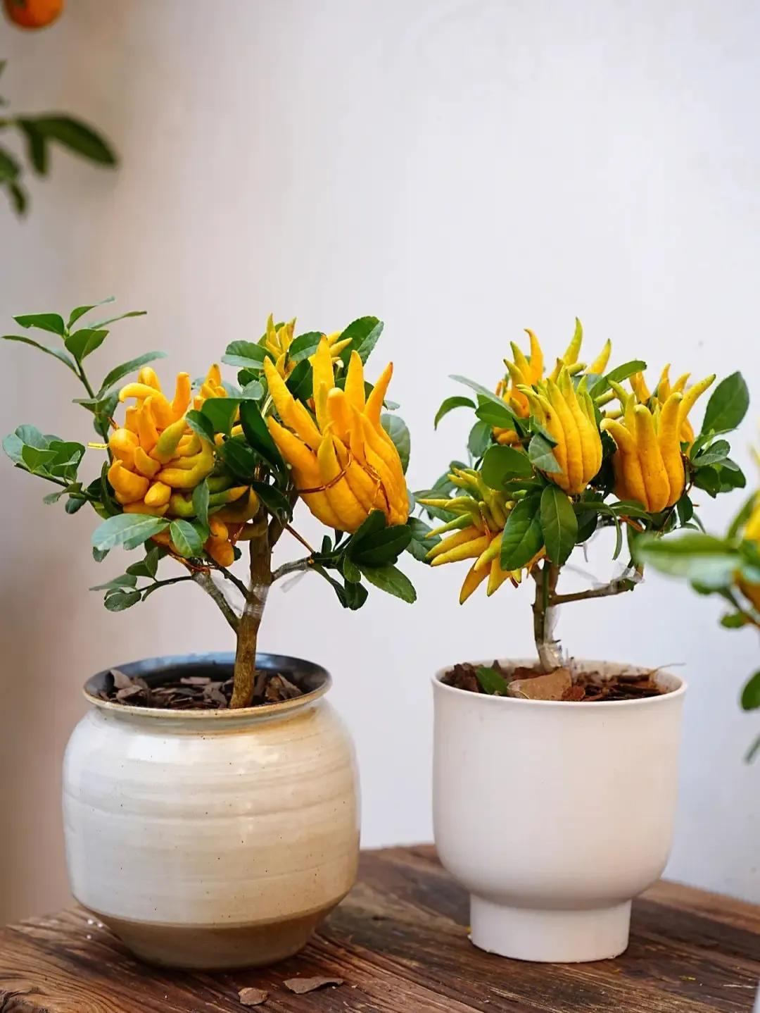 Người gi&agrave;u n&acirc;ng niu 3 lo&agrave;i c&acirc;y n&agrave;y như b&aacute;u vật trong nh&agrave;: Một c&acirc;y nở hoa, một c&acirc;y kết tr&aacute;i, một c&acirc;y chỉ đứng im cũng to&aacute;t ra vẻ ph&uacute; qu&yacute; - Ảnh 2.