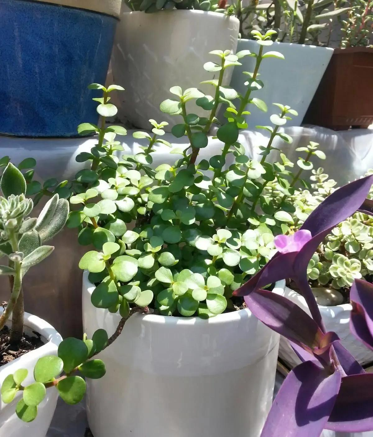 Người gi&agrave;u n&acirc;ng niu 3 lo&agrave;i c&acirc;y n&agrave;y như b&aacute;u vật trong nh&agrave;: Một c&acirc;y nở hoa, một c&acirc;y kết tr&aacute;i, một c&acirc;y chỉ đứng im cũng to&aacute;t ra vẻ ph&uacute; qu&yacute; - Ảnh 3.