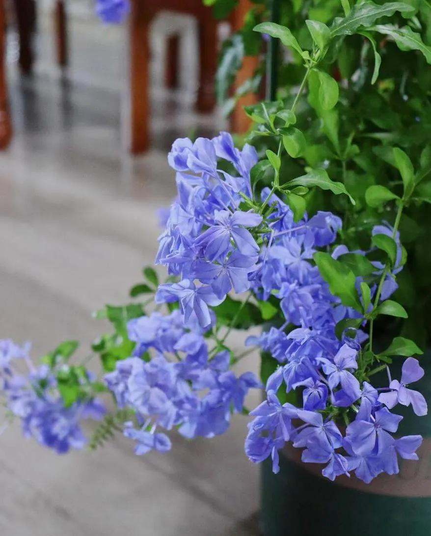 Nếu cổ t&iacute;ch c&oacute; một khu vườn, 5 lo&agrave;i hoa n&agrave;y nhất định được trồng đầu ti&ecirc;n: Lo&agrave;i gom m&agrave;u trời xanh v&agrave;o c&aacute;nh hoa, lo&agrave;i treo chu&ocirc;ng t&iacute;m giữa lưng chừng gi&oacute;- Ảnh 2.