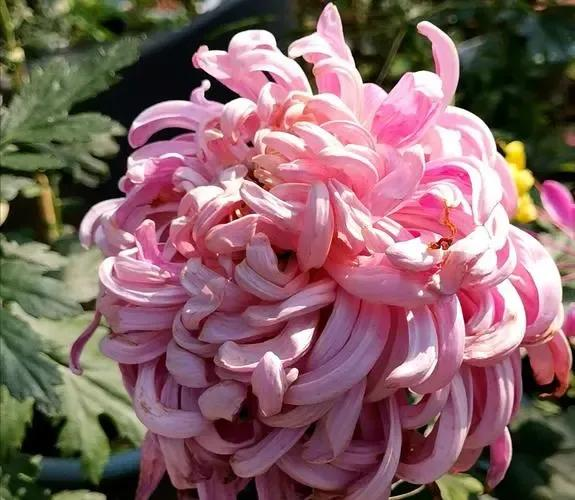Nếu cổ t&iacute;ch c&oacute; một khu vườn, 5 lo&agrave;i hoa n&agrave;y nhất định được trồng đầu ti&ecirc;n: Lo&agrave;i gom m&agrave;u trời xanh v&agrave;o c&aacute;nh hoa, lo&agrave;i treo chu&ocirc;ng t&iacute;m giữa lưng chừng gi&oacute;- Ảnh 4.