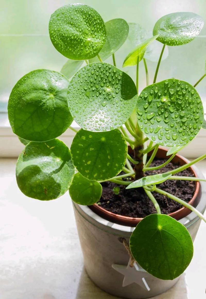 Lạ đời 4 c&acirc;y người trồng chỉ ước "đừng bao giờ nở hoa": Khoảnh khắc đẹp nhất cũng c&oacute; thể l&agrave; m&agrave;n ch&agrave;o tạm biệt đau l&ograve;ng- Ảnh 2.