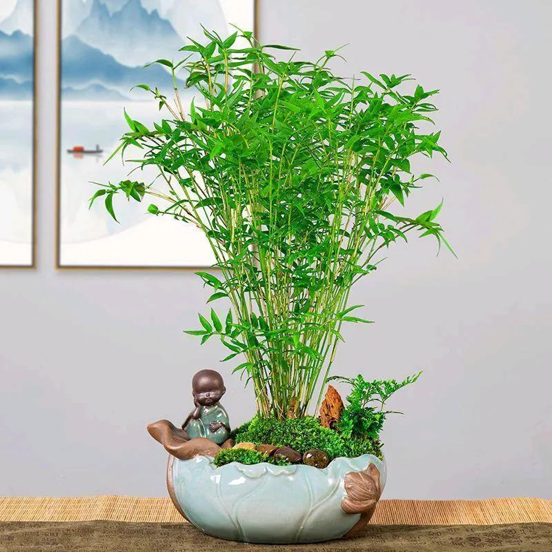 Lạ đời 4 c&acirc;y người trồng chỉ ước "đừng bao giờ nở hoa": Khoảnh khắc đẹp nhất cũng c&oacute; thể l&agrave; m&agrave;n ch&agrave;o tạm biệt đau l&ograve;ng- Ảnh 5.