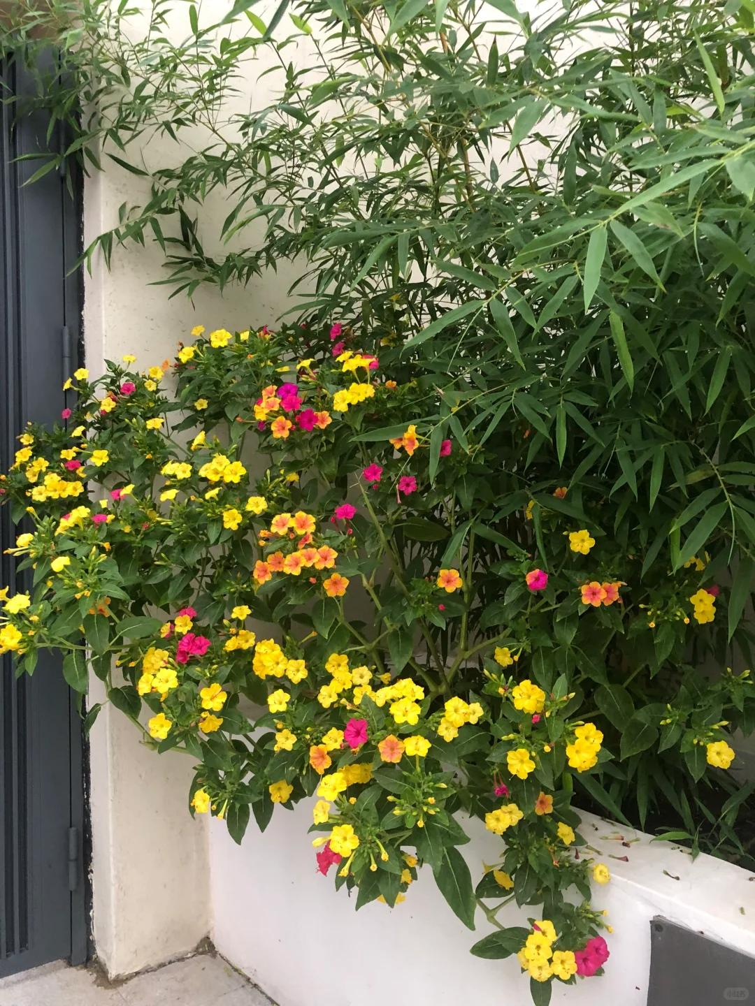 Giữa đất nước 1,4 tỷ d&acirc;n, một cụ &ocirc;ng bỗng nổi tiếng v&igrave; h&agrave;nh động l&atilde;ng mạn hơn khối ch&agrave;ng trai trẻ- Ảnh 5.