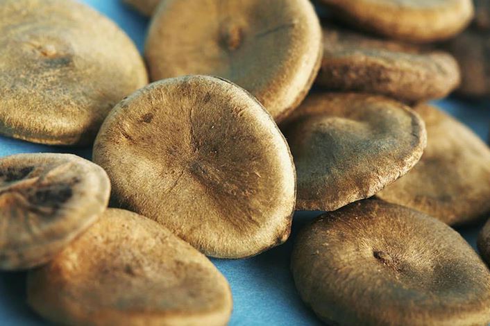 Lo&agrave;i c&acirc;y c&oacute; hạt chứa chất độc cực mạnh, H&agrave; Nội đưa v&agrave;o danh mục cấm trồng - Ảnh 1.