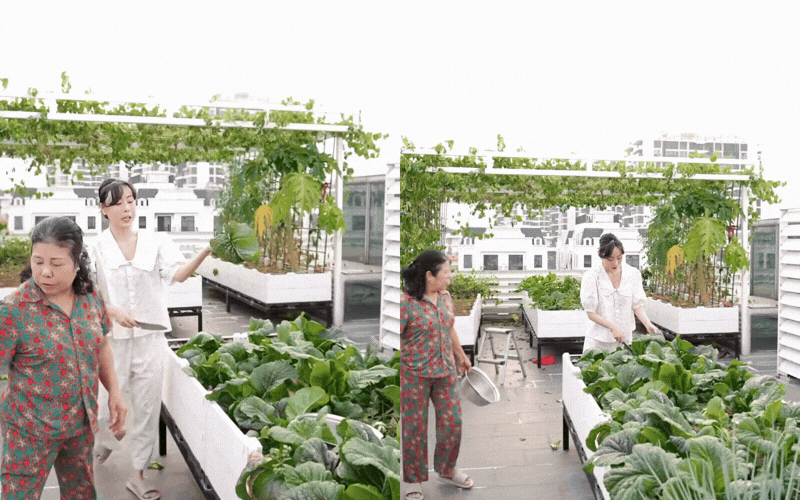 &ldquo;Ph&uacute; b&agrave; Long Bi&ecirc;n&rdquo; khoe vườn rau s&acirc;n thượng sau 2 năm chăm s&oacute;c: Xanh mướt xịn nức nở, chị em nh&igrave;n chỉ muốn về nh&agrave; trồng ngay- Ảnh 2.