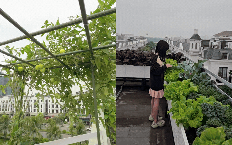 &ldquo;Ph&uacute; b&agrave; Long Bi&ecirc;n&rdquo; khoe vườn rau s&acirc;n thượng sau 2 năm chăm s&oacute;c: Xanh mướt xịn nức nở, chị em nh&igrave;n chỉ muốn về nh&agrave; trồng ngay- Ảnh 5.
