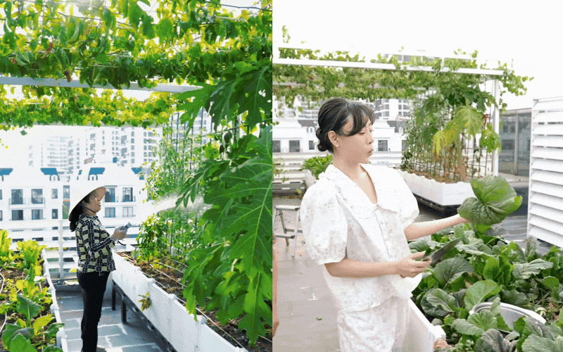 &ldquo;Ph&uacute; b&agrave; Long Bi&ecirc;n&rdquo; khoe vườn rau s&acirc;n thượng sau 2 năm chăm s&oacute;c: Xanh mướt xịn nức nở, chị em nh&igrave;n chỉ muốn về nh&agrave; trồng ngay- Ảnh 1.