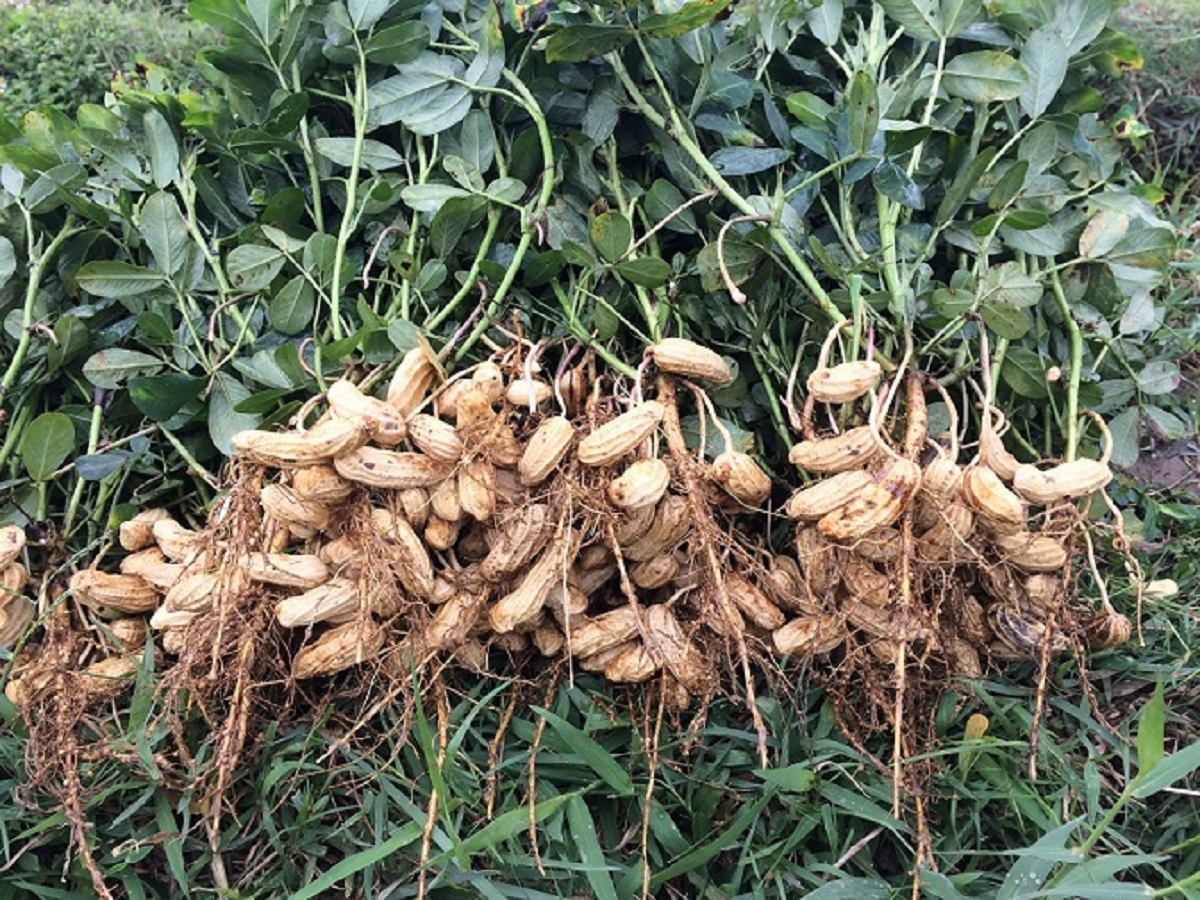 2 loại củ được v&iacute; như "thực phẩm bổ n&atilde;o", số 1 vừa rẻ vừa dễ t&igrave;m ở chợ - Ảnh 2.