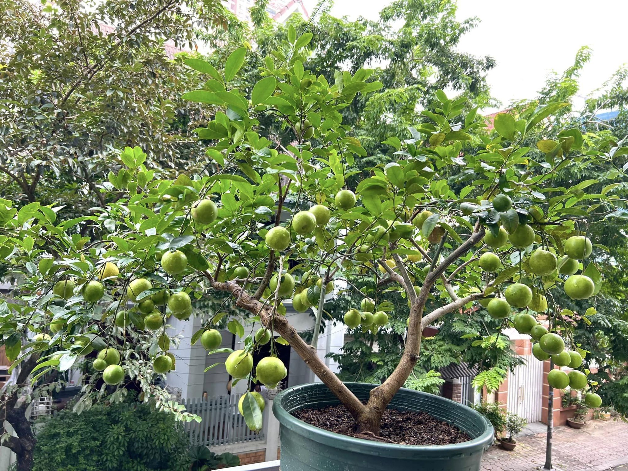 Nhiều gia đ&igrave;nh trồng c&acirc;y chanh trong s&acirc;n vườn, h&oacute;a ra kh&ocirc;ng chỉ để lấy l&aacute;, quả- Ảnh 1.