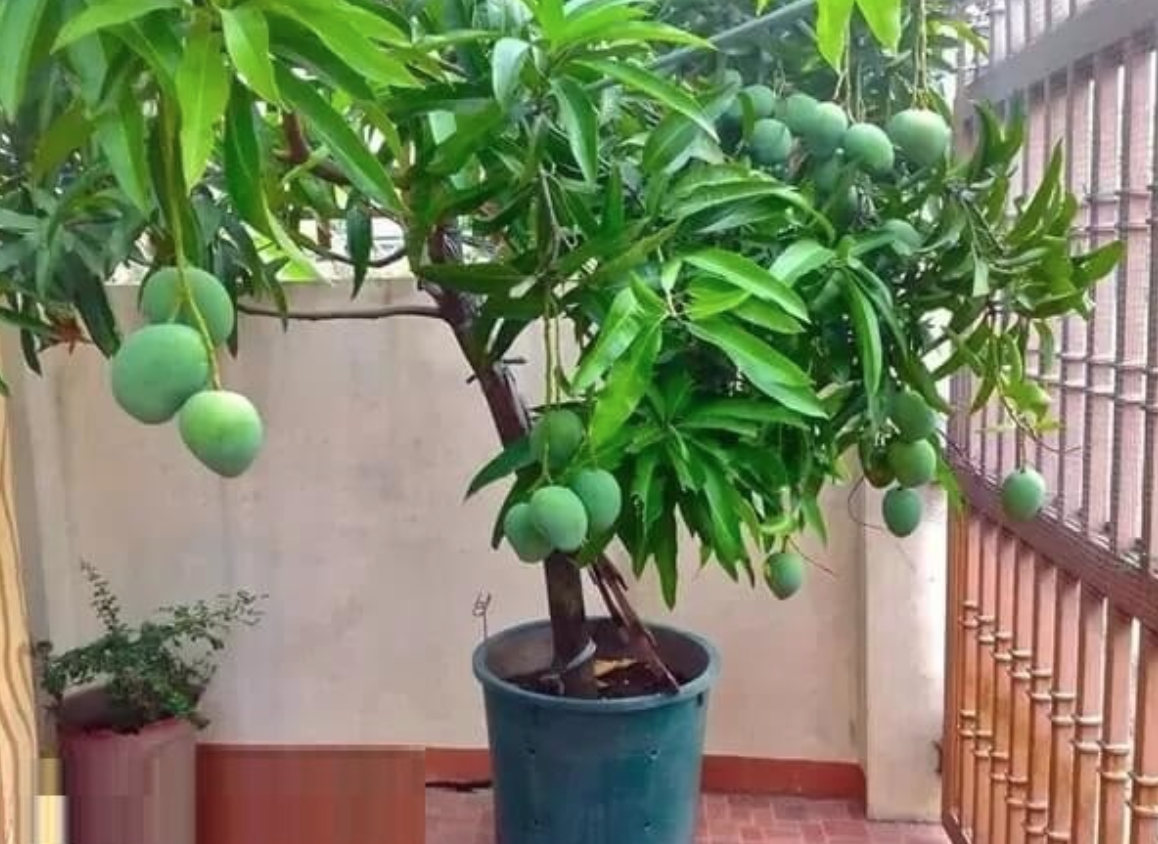 3 loại c&acirc;y ăn quả chớ trồng s&aacute;t nh&agrave;- Ảnh 1.