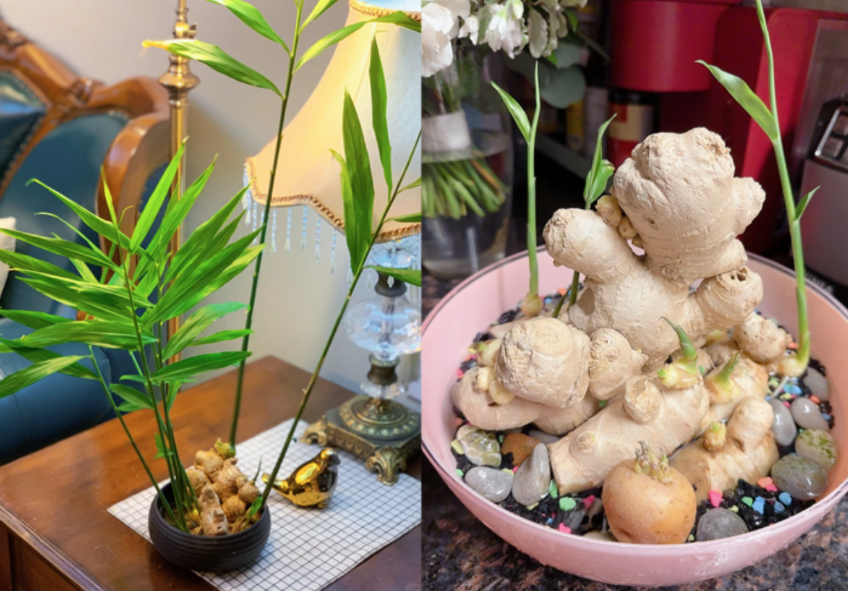 V&igrave; sao nhiều gia đ&igrave;nh trồng 1 chậu gừng trong nh&agrave;? H&oacute;a ra kh&ocirc;ng chỉ l&agrave;m gia vị- Ảnh 1.