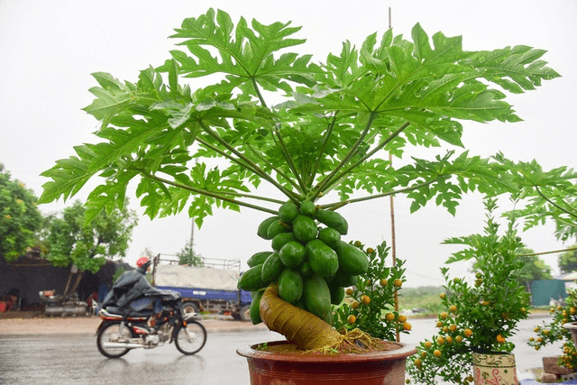 Nhiều gia đ&igrave;nh trồng đu đủ trong s&acirc;n vườn, h&oacute;a ra kh&ocirc;ng chỉ để lấy quả- Ảnh 1.