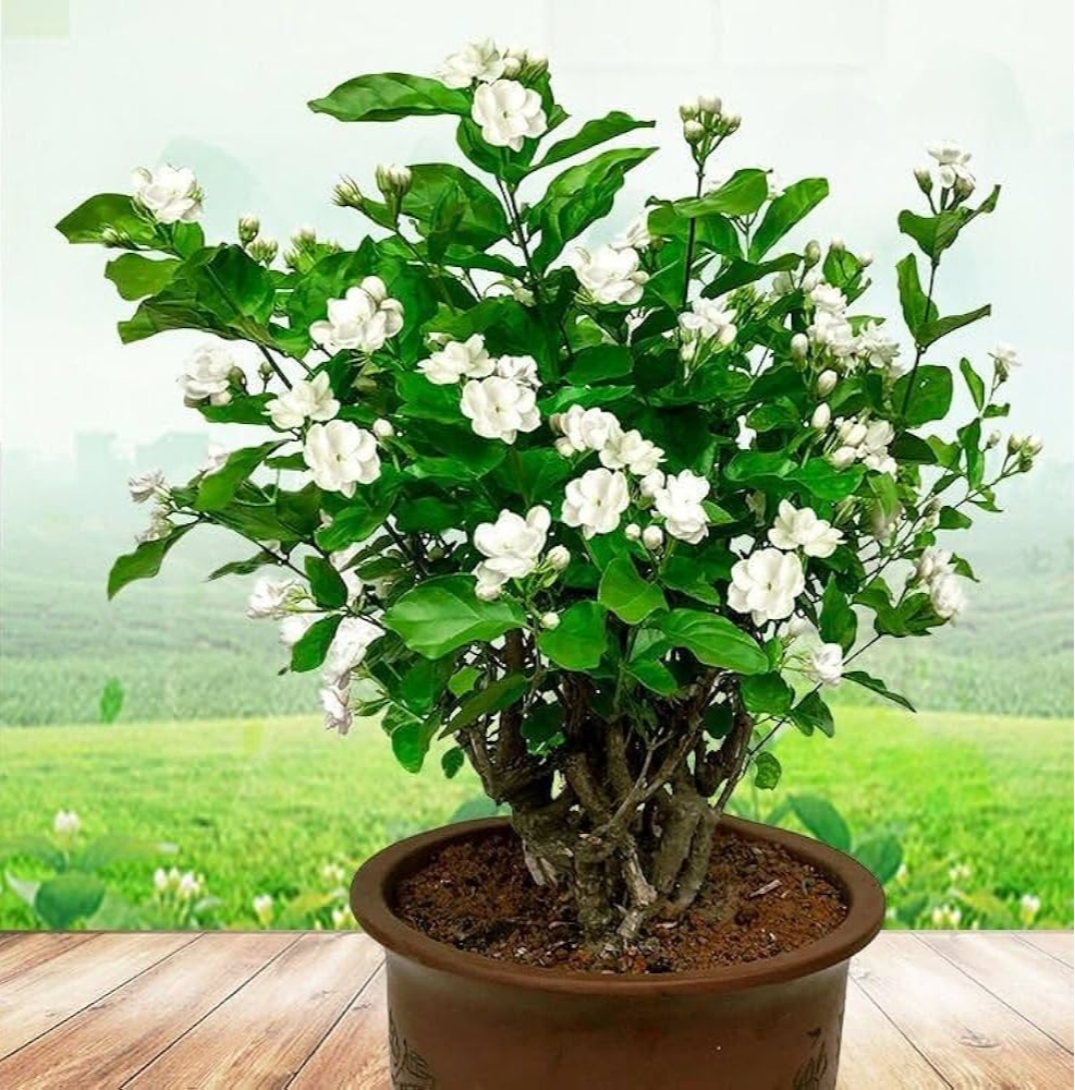 4 loại c&acirc;y "h&uacute;t" vận may, h&atilde;y trồng trong nh&agrave; ngay- Ảnh 2.