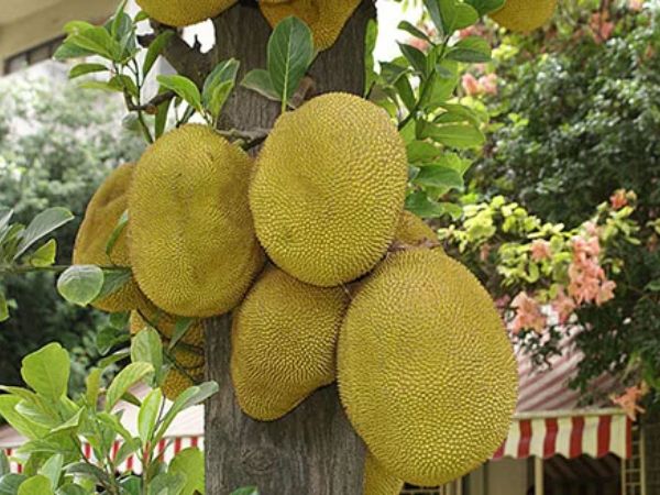 Nhiều gia đ&igrave;nh trồng m&iacute;t trong s&acirc;n vườn, h&oacute;a ra kh&ocirc;ng chỉ để lấy quả- Ảnh 1.