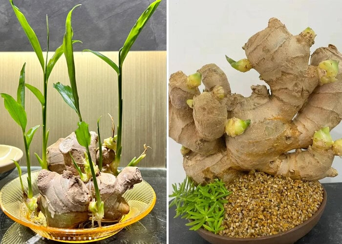 Nh&agrave; n&agrave;o đang trồng gừng n&ecirc;n biết 4 điều quan trọng- Ảnh 1.