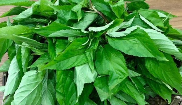 Loại rau ở Việt Nam mọc um tùm như cỏ, ở Nhật Bản được ví như "nhân sâm xanh" - Ảnh 2.