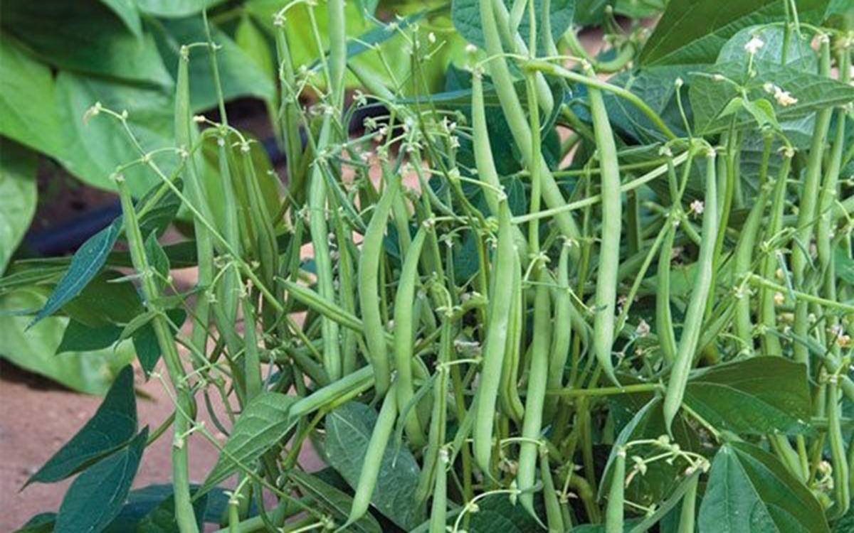 Mỹ đ&aacute;nh gi&aacute; loại rau , h&oacute;a ra chợ Việt b&aacute;n nhiều - Ảnh 2.