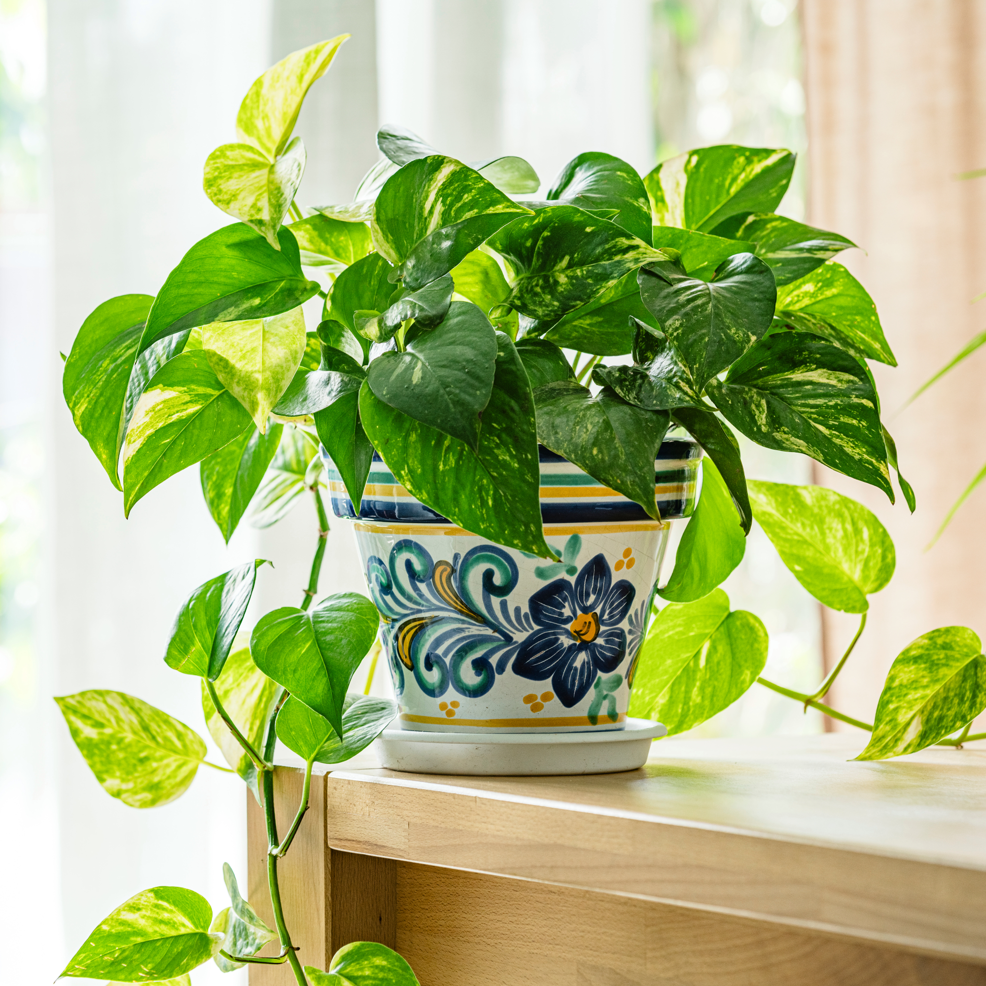 Trồng cây trầu bà trong nhà, chớ nên đặt ở vị trí này kẻo "hao tài, tán lộc"- Ảnh 1.