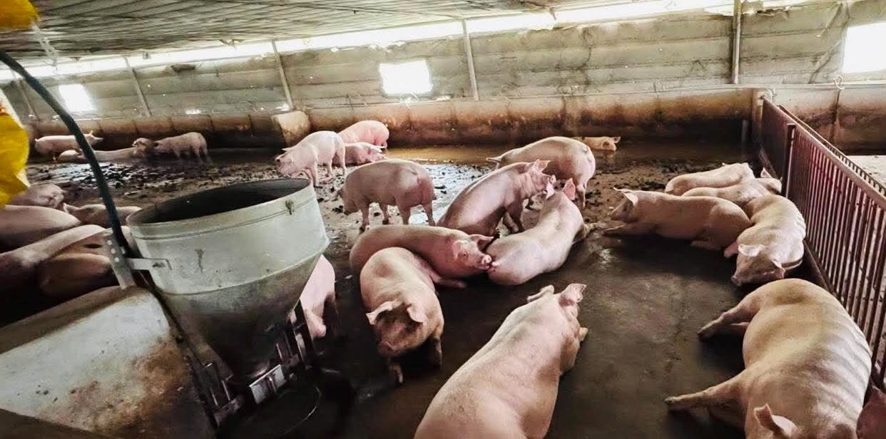 Triệt ph&aacute; đường d&acirc;y tuồn 10.000 tấn heo chứa chất cấm Salbutamol v&agrave;o si&ecirc;u thị, trường học ở TP.HCM v&agrave; nhiều tỉnh th&agrave;nh: Bắt tạm giam Nguyễn Thị Trinh Nữ SN 1989- Ảnh 2.