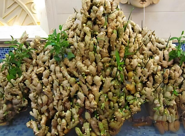 Lời khuy&ecirc;n cho c&aacute;c gia đ&igrave;nh trồng gừng để ăn- Ảnh 1.