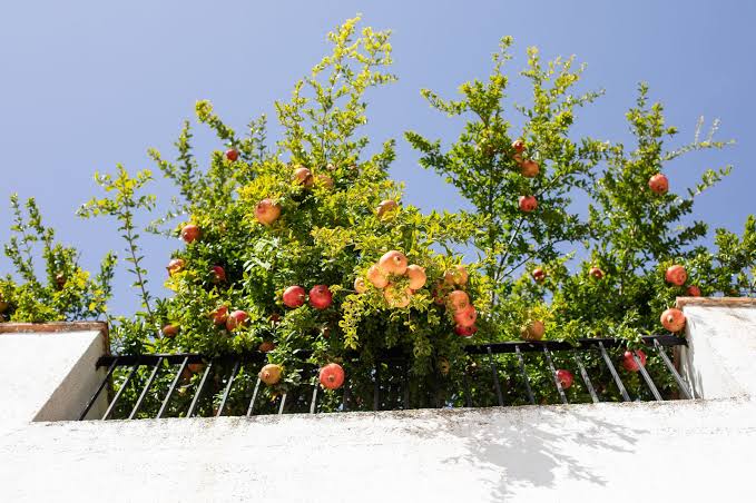 5 loại c&acirc;y ăn quả trồng trong chậu cũng đầy tr&aacute;i: Ph&ugrave; hợp với cả ban c&ocirc;ng nhỏ- Ảnh 2.