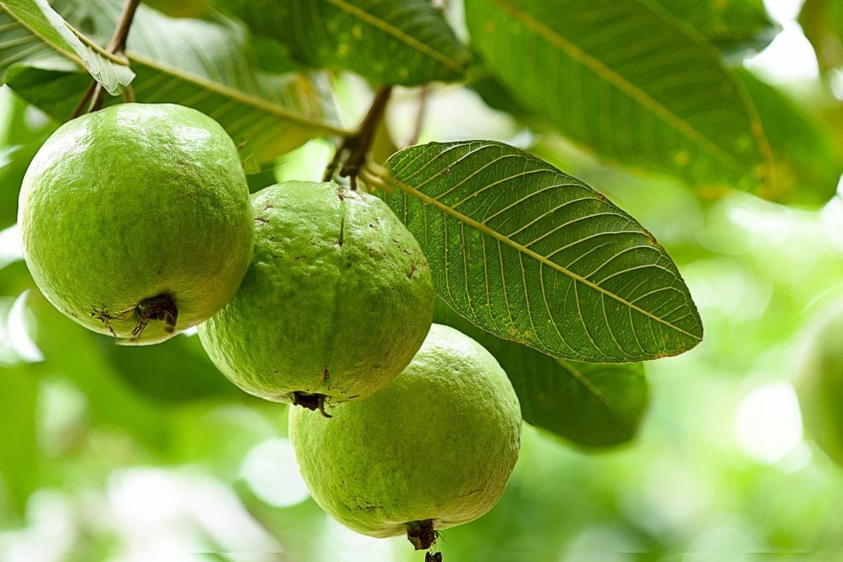 5 loại c&acirc;y ăn quả trồng trong chậu cũng đầy tr&aacute;i: Ph&ugrave; hợp với cả ban c&ocirc;ng nhỏ- Ảnh 4.