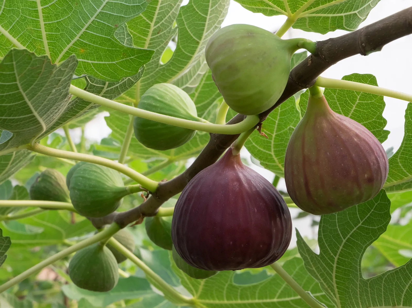 5 loại c&acirc;y ăn quả trồng trong chậu cũng đầy tr&aacute;i: Ph&ugrave; hợp với cả ban c&ocirc;ng nhỏ- Ảnh 5.