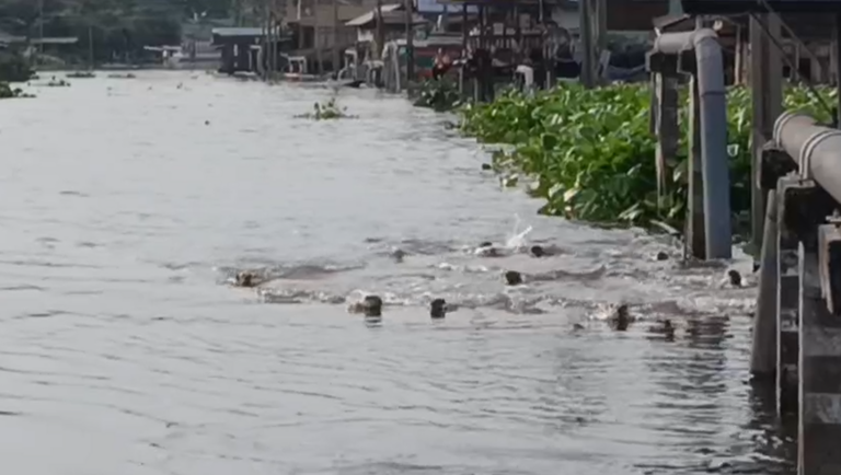 D&acirc;n Bangkok ngỡ ng&agrave;ng chứng kiến đ&agrave;n sinh vật &ldquo;lạ&rdquo; 20 con tr&agrave;n v&agrave;o k&ecirc;nh, chia phe như chuẩn bị đại chiến!- Ảnh 1.
