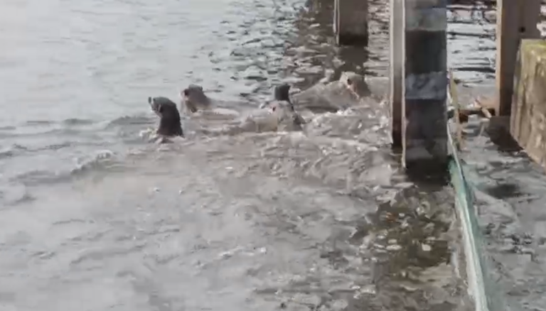 D&acirc;n Bangkok ngỡ ng&agrave;ng chứng kiến đ&agrave;n sinh vật &ldquo;lạ&rdquo; 20 con tr&agrave;n v&agrave;o k&ecirc;nh, chia phe như chuẩn bị đại chiến!- Ảnh 2.