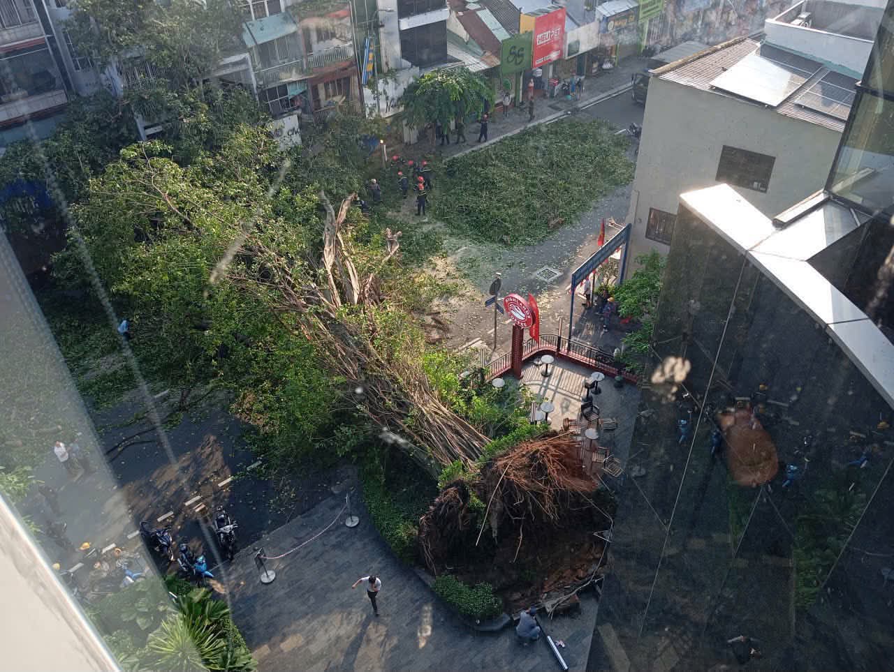 Xe của Will bị c&acirc;y cổ thụ tr&ecirc;n đường Đinh Ti&ecirc;n Ho&agrave;ng đổ tr&uacute;ng- Ảnh 1.