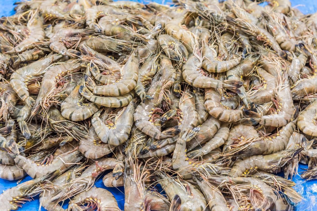 Khi mua t&ocirc;m, h&atilde;y tr&aacute;nh mua 5 loại n&agrave;y! Một ngư d&acirc;n gi&agrave; n&oacute;i: T&ocirc;i kh&ocirc;ng bao giờ cho người th&acirc;n ăn ch&uacute;ng. - Ảnh 6.