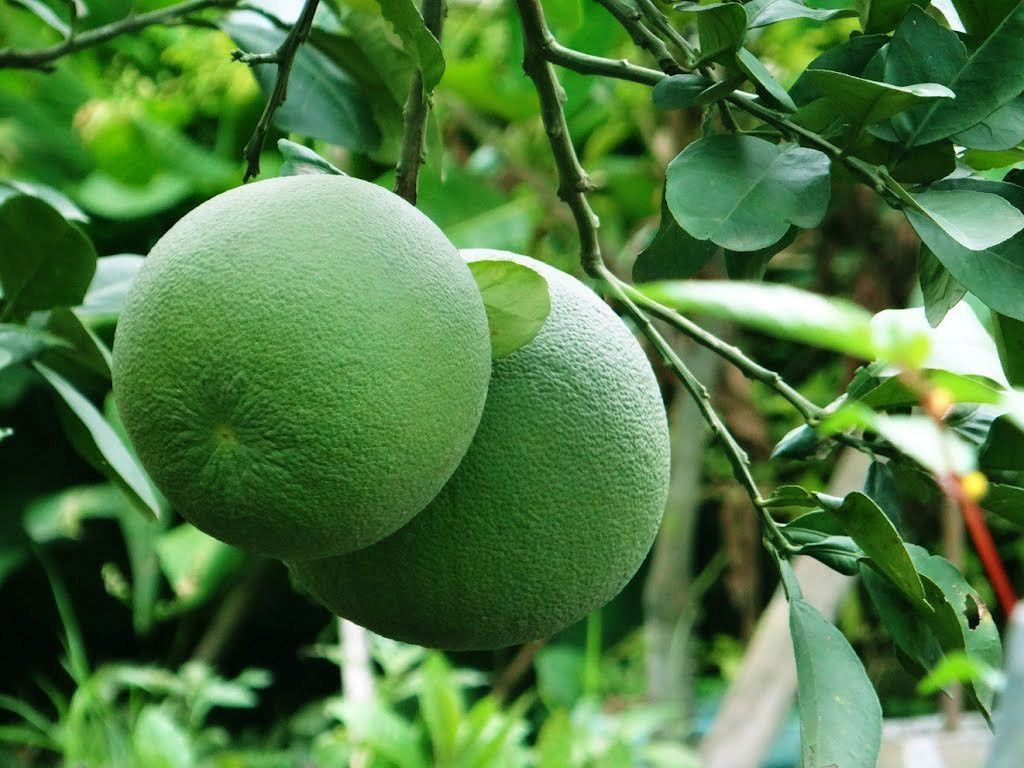 8 loại c&acirc;y ăn quả "h&uacute;t" vận may: Tất cả đều dễ trồng tại Việt Nam- Ảnh 8.
