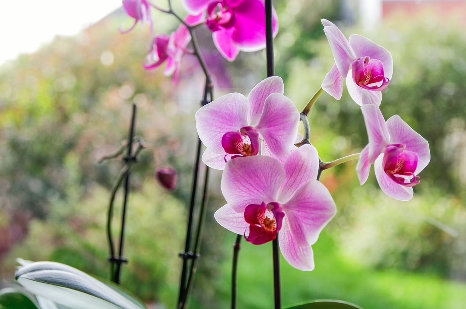 Hoa lan "rất th&iacute;ch" được b&oacute;n thứ n&agrave;y v&agrave;o m&ugrave;a thu: Nh&agrave; n&agrave;o cũng c&oacute; sẵn!- Ảnh 1.