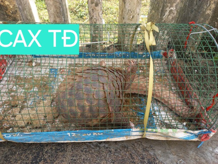 Đặt lồng bắt cua, không ngờ dính con vật quý hiếm nặng 5 kg- Ảnh 1.