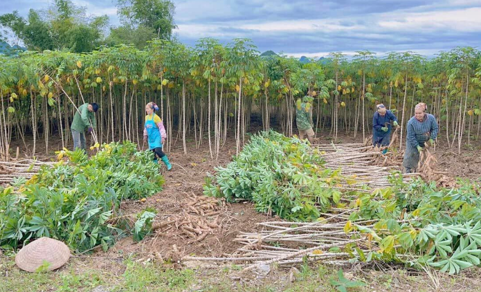 Kh&ocirc;ng phải gạo hay sầu ri&ecirc;ng, 'v&agrave;ng dưới l&ograve;ng đất' của Việt Nam được Trung Quốc săn l&ugrave;ng đến 94%: Gi&aacute; xuất khẩu lao dốc mạnh, nước ta sản xuất 18 triệu tấn mỗi năm- Ảnh 1.