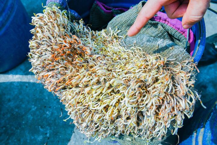 Hải Phòng tiêu hủy hơn 5 tấn giá đỗ ngâm hóa chất, để 1 tháng vẫn tươi- Ảnh 2.