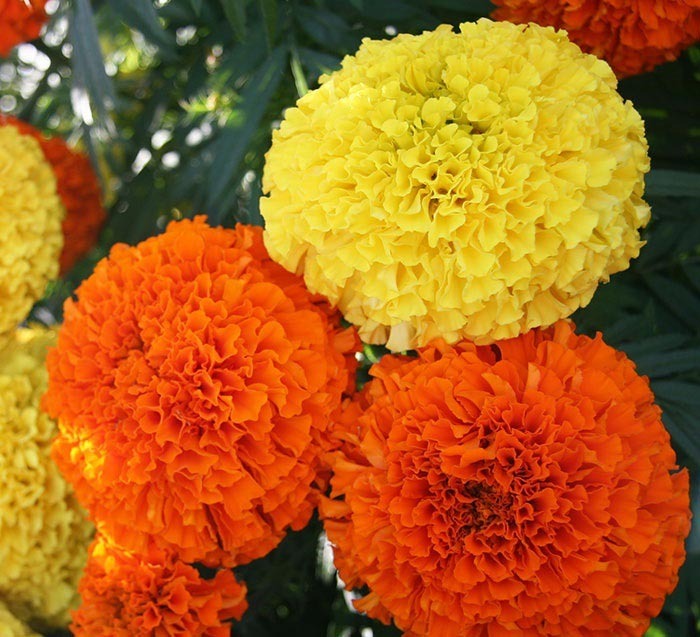 5 lo&agrave;i hoa KH&Ocirc;NG N&Ecirc;N trưng b&agrave;n thờ Tết: Đẹp nhưng phạm phong thủy, dễ rước xui đầu năm- Ảnh 2.