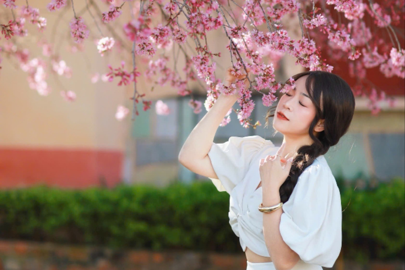 Hơn 20.000 người d&ugrave;ng bản đồ số ngắm hoa mai anh đ&agrave;o Đ&agrave; Lạt- Ảnh 2.